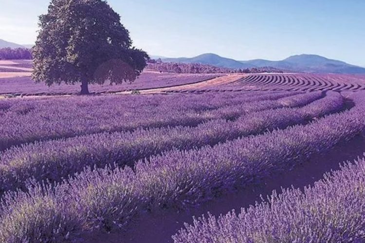 139 çeşit tıbbi aromatik ve süs bitkisine Hazineden destek